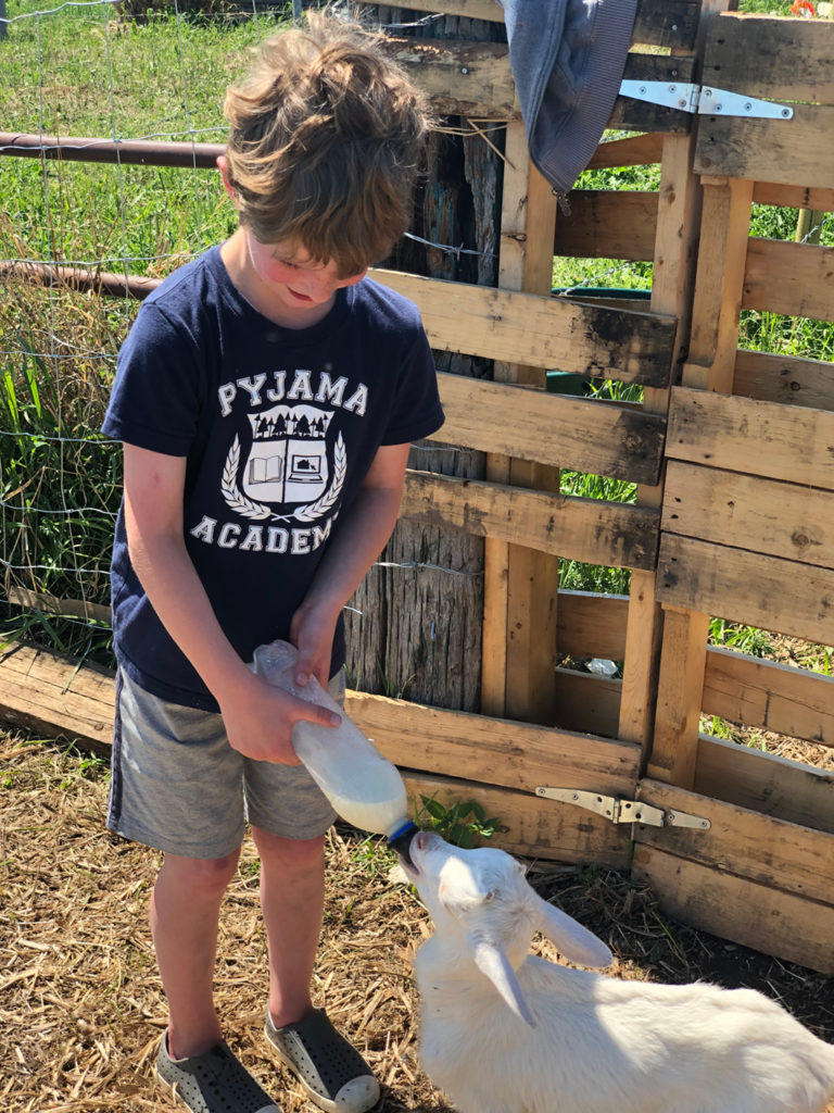 Petting zoo at Cornerstone Farms